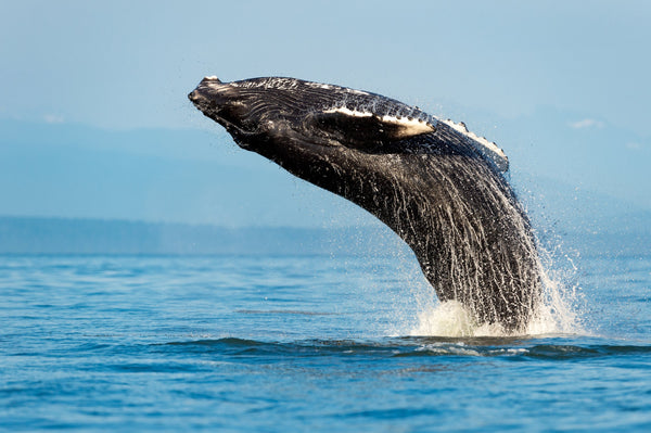 Walvispoep als redder van het klimaat