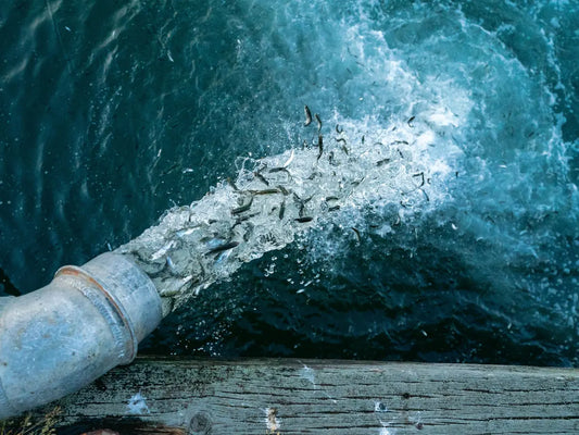 Omega-3 uit algen, waarom beter?