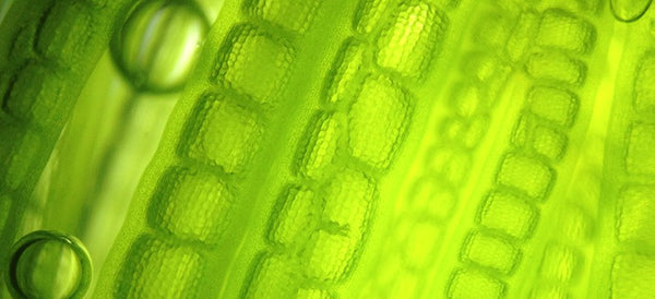 Algae oil: the original source of Omega-3