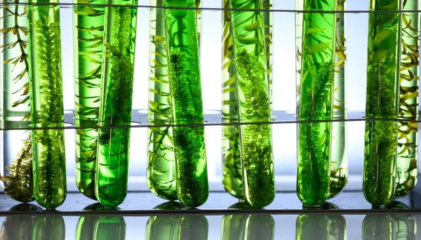 plnktn.'s missie gesteund door wetenschappers? 👨‍🔬