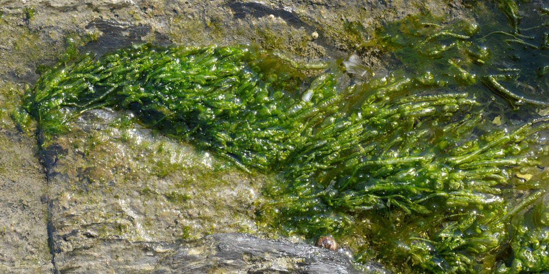 Natuurlijke producten, hoe "natuurlijk" zijn ze?
