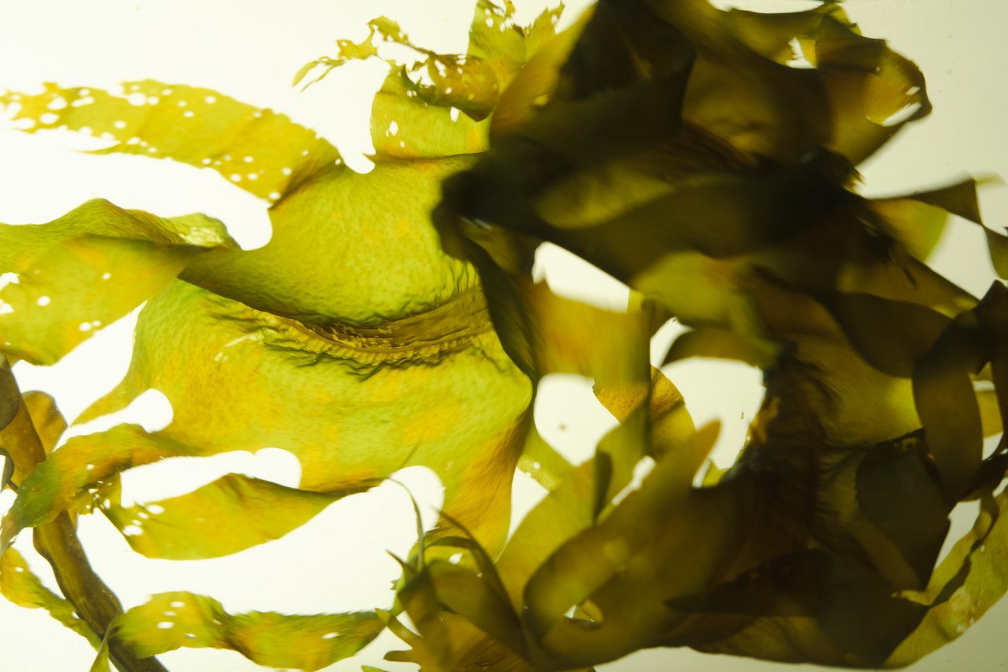 Omega-3