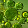 Chlorella