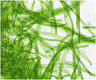 Spirulina
