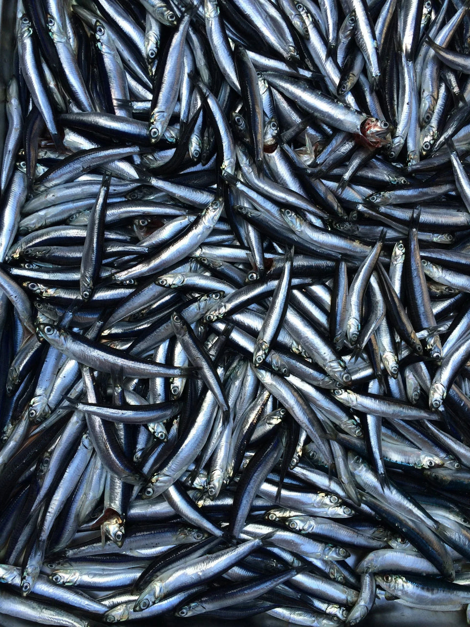Vissen krijgen Omega-3 oorspronkelijk uit algen